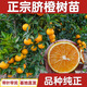 嫁接橙子樹苗贛南臍橙血橙果凍橙皮薄盆栽地載南北方種植當(dāng)年結(jié)果 果冰血橙 二年苗