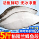 漁吻深海鰈魚(yú)身大號(hào)碟魚(yú)頭格陵蘭深海魚(yú)比目魚(yú)冷凍鴉片魚(yú)去頭去尾碟魚(yú) 鰈魚(yú)身切段 2.5kg 凈重
