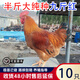 純種九斤紅大公雞苗批發(fā)特大半斤一斤紅玉380脫溫雞苗散養(yǎng)土雞苗 九斤紅4-5兩苗  10只【7公3母】