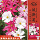 壽禾 格?；ǚN子種苗混色波斯菊花卉種籽 波斯菊種子(混色大花)1000粒