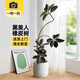 花兮繪黑金剛橡皮樹客廳大盆栽造型室內(nèi)大型綠植好養(yǎng)四季辦公室陽臺植物 【特級橡皮樹】1.5-1.7米+膠盤+禮包