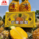 瓊脆【JD物流】海南芒果鳳梨新鮮水果臺農23號當季香甜菠蘿手撕 芒果鳳梨大果【單果2斤以上】 8斤-紙箱裝
