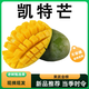 新鮮四川攀枝花凱特芒果當(dāng)季時令水果多汁芒果現(xiàn)摘青皮凱特芒果 5斤 推薦蕞劃算【單果400g+】凈重4.5斤 【新鮮時令】