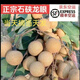 惠州現(xiàn)摘現(xiàn)發(fā)石硤、儲(chǔ)良龍眼新鮮  桂圓順豐京東冷鏈全國(guó)包郵 9斤少枝凈重7.5斤果 石硤龍眼，特快冷鏈， 泡沫箱+冰