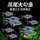 寵瑜黑尾大勾黑尾旗熱帶魚(yú)觀(guān)賞魚(yú)草缸群游魚(yú)小型魚(yú)活體魚(yú)包活黑尾燈魚(yú) 2cm黑尾大勾10條送4條備損