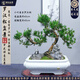 潮裕盆景迎客松羅漢松盆景客廳陽臺造型綠植物造型高端盆景居家擺放好養(yǎng)護 羅漢松盆景25
