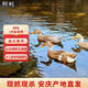 鮮畦農(nóng)場(chǎng)放養(yǎng)300天以上跑山雞老母雞 生態(tài)散養(yǎng) 食五谷雜糧 會(huì)飛的母雞 一年老鴨兩只裝