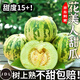 京府香園東北香瓜八里香花蕾甜瓜花姑娘新鮮脆甜應季多汁蜜瓜現(xiàn)摘水果整箱 精選3斤裝