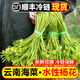 良知農(nóng)哥【順豐冷鏈】云南大理新鮮水性楊花菜 洱海特產(chǎn)海菜 2斤