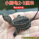 溥畔兇猛小鱷龜北美鱷龜雜佛爆刺擬水佛鱷龜觀賞烏龜活物鱷龜苗活體 1 2-3厘米出殼中苗 2只北美小鱷龜