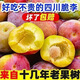正宗四川脫骨李小脆紅半邊紅茵紅李當季新鮮水果五月脆李彩箱 大果帶箱5斤--保證新鮮
