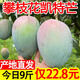 四川攀枝花凱特芒果禮盒裝 新鮮一級(jí)果王當(dāng)季水果特大甜芒現(xiàn)貨 9斤裝（單果400g-500g） 【一級(jí)果王】