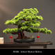 何佳功仿真迎客松玄關(guān)造景綠植櫥窗感客廳假樹(shù)盆栽新中式軟裝飾 中號迎客松擺件