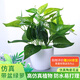 悠梵萌仿真綠蘿盆栽綠植套裝塑料花家居室內(nèi)客廳茶幾綠葉陽(yáng)臺(tái)裝飾品擺件