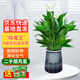 雙盟白掌綠植盆栽水培植物辦公室耐陰綠植桌面凈化空氣繁星盆源頭直發(fā)