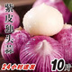 秋穎云南獨(dú)頭蒜干蒜5斤現(xiàn)挖大蒜頭大理紫皮獨(dú)蒜蔬菜新鮮濕蒜現(xiàn)挖包郵 獨(dú)頭蒜 1斤裝珍珠蒜2.0com以內(nèi)
