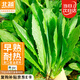 北蔬 油麥菜種子種苗秋四季陽臺播種蔬菜種籽 香甜油麥種子1000粒
