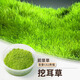 瘋狂水草（FKSC）無(wú)菌杯魚(yú)缸水草造景植物莫斯陰性草缸日本珍珠草魚(yú)缸綠植真水草 挖耳草