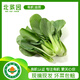 北菜園油菜有機(jī)油菜250g（上海青）新鮮蔬菜【進(jìn)店多樣加購(gòu)】火鍋食材 250g/份