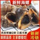 順豐冷鏈大海螺野生大海螺包郵海鮮水產貝類野生現(xiàn)挖海螺包郵 1斤大號【每斤6個左右】