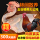 拾贊香黃河灘走地跑山大公雞公雞現(xiàn)殺新鮮農(nóng)家宰殺整只散養(yǎng)雞肉土雞柴雞 【300天散養(yǎng)】5-6斤 林間散養(yǎng)/肉質(zhì)緊實(shí)贈(zèng)送燉料包