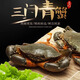 生鮮包活三門青蟹海鮮膏蟹母螃蟹紅膏鱘肉蟹公蟹溫州猷蠓禮品盒裝 特大紅母膏蟹3.2斤【4只】