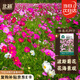 北蔬 波斯菊野花種子苗四季開好種盆栽花卉籽 格桑花種子20g約2000粒