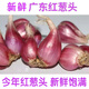 辰實(shí)【現(xiàn)貨】廣東紅蔥頭 新鮮干蔥頭火小香蔥子 農(nóng)家可種做腸粉汁 1斤
