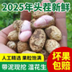 2025今年新鮮濕花生帶殼粉皮沙地花生帶泥現(xiàn)挖河南農(nóng)家紅衣可水煮 現(xiàn)挖濕花生（5斤） 手工挑選