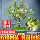芥圃檸檬樹(shù)苗 官方旗艦 嫁接廣東香水檸檬苗帶果盆栽地栽四季結(jié)果樹(shù)苗 臺(tái)灣香水檸檬苗 2年苗  高度：60公分左右