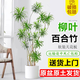 花財主天堂鳥(niǎo)盆栽辦公室大型綠植客廳盆栽家用吸甲醛凈化空氣綠植 柳葉百合竹1.4-1.6m【圓柱盆】