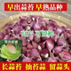 【臘月出苔】出蒜苔正宗紫皮大蒜瓣子紅皮大蒜本地農(nóng)家土蒜紅根蒜 正宗 紫皮大蒜種子 可食用可種植 五斤 凈重