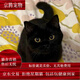 麥基樂純黑玄貓中華田園貓幼崽黑煤球貓咪活物孟買貓英短黑貓活體貓 田園級 純黑玄貓公