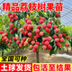 景琳涵正宗荔枝樹(shù)苖嫁接特大無(wú)核荔枝果樹(shù)果苗妃子笑庭院種植產(chǎn)量高果苗 【當年結果】白糖罌（80-110cm高）不活包賠