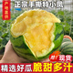 黃六爺正宗黃心特小鳳西瓜水果新鮮麒麟現(xiàn)摘冰淇淋西瓜當季整箱甜包郵 5-6斤【2-4個瓜】上乘品質