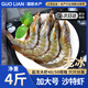 GUO LIAN國聯(lián)水產(chǎn) 白蝦大蝦沙特蝦 白對蝦加大號 活蝦急凍 蝦類(lèi) 盒裝活凍 加大號鹽凍沙特蝦 4斤(凈重)