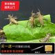 寵尚天杯裝活體白蟋蟀爬寵專用營養(yǎng)活體飼料守宮蜘蛛樹蛙活蟲食物 0.3-0.8cm白蟋蟀30只+飼料鑷子