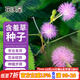 花沃里含羞草種子約200粒 花種子家庭盆栽土花卉種子陽(yáng)臺辦公庭院草籽