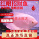 招財魚(yú)活魚(yú)戰船魚(yú)紅眼招財古代戰船紅尾招財魚(yú)觀(guān)賞魚(yú)熱帶魚(yú)發(fā)財魚(yú) 紅眼招財魚(yú)8-9CM一條