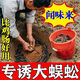 抓蜈蚣誘餌神器餌料戶(hù)外活蟲(chóng)引誘捉專(zhuān)用小藥誘食粉劑誘蜈蚣吸引 1瓶裝【蜈蚣直接來(lái)】