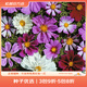 虹越萌吖吖花卉種子 春夏播花園庭院菊花類花種 波斯菊  各類混色
