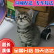 舒騰中華田園小貓咪活體田園貓寵物家養(yǎng)貓咪橘貓幼貓活體土貓貍花貓咪 田園級 貍花貓 公（幼貓兩個月左右）