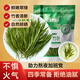半山農(nóng)淡竹葉茶100g 淡竹葉煮水 新鮮石竹葉可做湯膏夏天喝養(yǎng)生泡水清香
