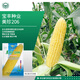 京農(nóng)研玉米種子336甜糯玉米黑白鮮食水果玉米農(nóng)科院大田打糧玉米種籽孑 美珍206鮮食甜玉米 約330粒