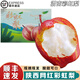 式果禮陜西彩虹梨【順豐】彩紅梨香梨早酥蜜梨大梨子七彩紅啤梨新鮮水果 9斤 精選大果【單果約150g+】