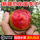 正宗新疆玫瑰恐龍蛋李子紅布林當季新鮮孕婦水果整箱順豐包郵禮盒 恐龍蛋李子3斤大果【西安倉普快】