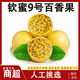 欽蜜9號黃金百香果自然成熟熱帶新鮮采摘水果酸甜可口黃金百香果 凈重3斤 較劃算【單果70-90g】