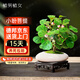 植男植女小盼菩提發(fā)財樹(shù)植物室內招財樹(shù)盆景辦公桌面綠植禪意盆栽源頭直發(fā)