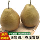 鑫果滋正宗蒼溪雪梨 四川廣元蒼溪特產(chǎn)大梨子施家梨黃皮翠冠梨 凈8斤(約6個 大果) 老品種