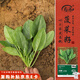 壽禾 小葉菠菜種子種苗耐寒秋季蔬菜種籽 濰育搶鮮小葉菠菜種子100g